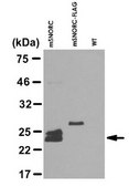 Anti-SNORC purified antibody, from rabbit