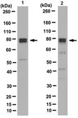 Anti-BRD7 Antibody, clone BRM 2D3 clone BRM203, from rat