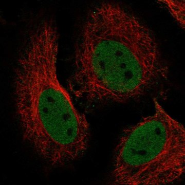 Anti-RBBP4 antibody produced in rabbit Prestige Antibodies&#174; Powered by Atlas Antibodies, affinity isolated antibody