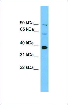 Anti-Irf1 antibody produced in rabbit affinity isolated antibody