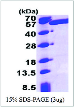 ALDH3A1 human recombinant, expressed in E. coli, &#8805;95% (SDS-PAGE)