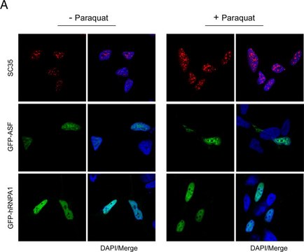 Monoclonal Anti-Splicing Factor SC-35 antibody produced in mouse clone SC-35, ascites fluid