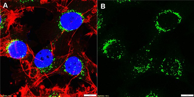 Anti-QSOX1 Antibody, clone MAb492.1