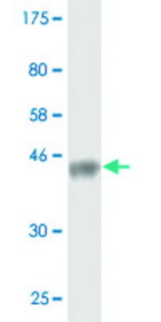 Monoclonal Anti-WWP1 antibody produced in mouse clone 2B7, purified immunoglobulin, buffered aqueous solution