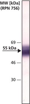 抗-因子IX抗体，小鼠单克隆 clone HIX-1, purified from hybridma cell culture