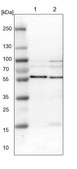 Anti-SNX4 antibody produced in rabbit Prestige Antibodies® Powered by Atlas Antibodies, affinity isolated antibody, buffered aqueous glycerol solution