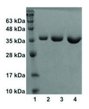 Procathepsin K human recombinant, expressed in E. coli, &#8805;95% (SDS-PAGE)