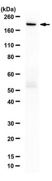 抗-Cas9抗体（D10A/H840A 突变体） from rabbit, purified by affinity chromatography