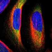 Anti-NUDT1 antibody produced in rabbit Prestige Antibodies® Powered by Atlas Antibodies, affinity isolated antibody, buffered aqueous glycerol solution