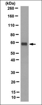 Anti-NRF-1 Antibody, clone 10B11.1 clone 10B11.1, from mouse