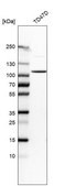 Anti-DHTKD1 antibody produced in rabbit Prestige Antibodies® Powered by Atlas Antibodies, affinity isolated antibody, buffered aqueous glycerol solution