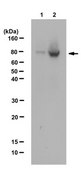 Anti-RSK4 Antibody from rabbit, purified by affinity chromatography