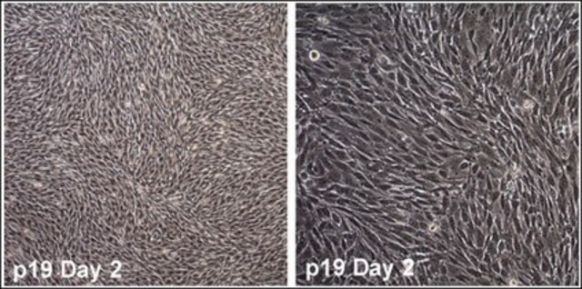 O9-1 Mouse Cranial Neural Crest Cell Line stably expresses stem cell markers and neural crest markers