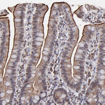 Anti-SLC15A1 antibody produced in rabbit Prestige Antibodies&#174; Powered by Atlas Antibodies, affinity isolated antibody, buffered aqueous glycerol solution