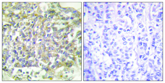 抗-SHC 兔抗 affinity isolated antibody