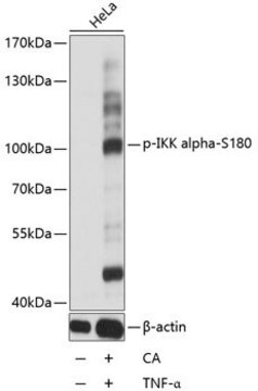 Anti-Phospho-IKK alpha-S180 antibody produced in rabbit