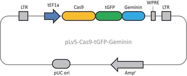 Cas9 Geminin plasmid