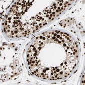 Anti-ALYREF antibody produced in rabbit Prestige Antibodies® Powered by Atlas Antibodies, affinity isolated antibody, buffered aqueous glycerol solution