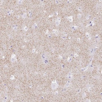 Anti-HCRTR2 antibody produced in rabbit Prestige Antibodies&#174; Powered by Atlas Antibodies, affinity isolated antibody, buffered aqueous glycerol solution