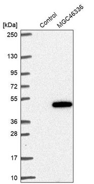 Anti-ZNF843 antibody produced in rabbit Prestige Antibodies&#174; Powered by Atlas Antibodies, affinity isolated antibody, buffered aqueous glycerol solution