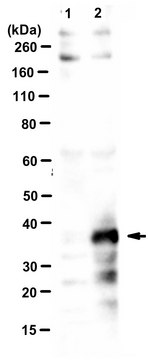 Anti-Adenovirus 5 L4-33K