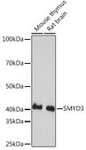 Anti-SMYD3 antibody produced in rabbit