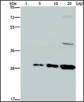 抗GFP 兔抗 affinity isolated antibody