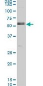 Monoclonal Anti-SMAD1 antibody produced in mouse clone 1D3, purified immunoglobulin, buffered aqueous solution