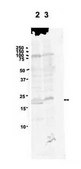 Anti-PRDX1 antibody produced in rabbit affinity isolated antibody