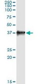 Monoclonal Anti-LZTFL1 antibody produced in mouse clone 1B1, purified immunoglobulin, buffered aqueous solution