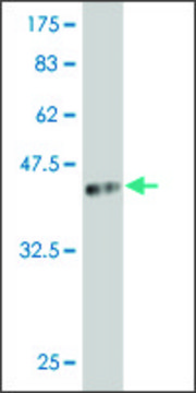 Monoclonal Anti-ARX antibody produced in mouse clone 3A4, purified immunoglobulin, buffered aqueous solution