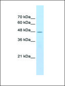 Anti-CHRNB2 antibody produced in rabbit IgG fraction of antiserum