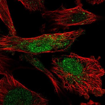 Anti-SLF2 antibody produced in rabbit Prestige Antibodies&#174; Powered by Atlas Antibodies, affinity isolated antibody