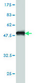 Monoclonal Anti-ZNF202 antibody produced in mouse clone 1E9, purified immunoglobulin, buffered aqueous solution