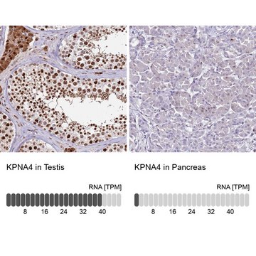 Anti-KPNA4 antibody produced in rabbit Prestige Antibodies&#174; Powered by Atlas Antibodies, affinity isolated antibody, buffered aqueous glycerol solution