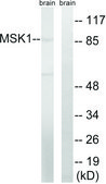 Anti-MSK1 antibody produced in rabbit affinity isolated antibody
