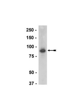 Anti-LINGO-1 Antibody Upstate&#174;, from rabbit