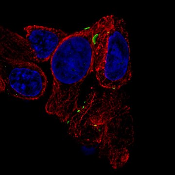 Monoclonal Anti-GJB6 antibody produced in mouse Prestige Antibodies&#174; Powered by Atlas Antibodies, clone CL4540, purified immunoglobulin, buffered aqueous glycerol solution