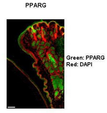 Anti-PPARG (AB1) antibody produced in rabbit IgG fraction of antiserum