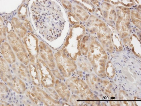 Monoclonal Anti-CFLAR antibody produced in mouse clone 2F12, purified immunoglobulin, buffered aqueous solution