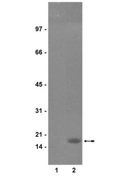 Anti-phospho-Histone H3 (Ser10) Antibody, clone RR002 clone RR002, Upstate&#174;, from mouse