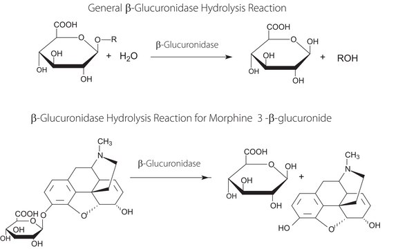 &#946;-Glucuronidase from Escherichia coli aqueous glycerol solution, &#8805;5,000,000&#160;units/g protein, pH 6.8 (biuret)