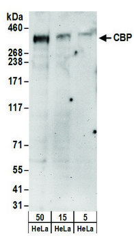 Rabbit anti-CBP Antibody, Affinity Purified Powered by Bethyl Laboratories, Inc.