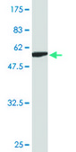 Monoclonal Anti-ZWINT antibody produced in mouse clone 1B7, purified immunoglobulin, buffered aqueous solution