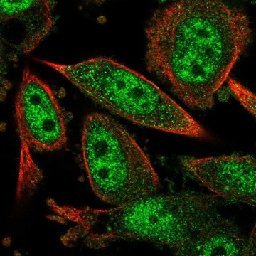 Anti-CARM1 antibody produced in rabbit Prestige Antibodies&#174; Powered by Atlas Antibodies, affinity isolated antibody