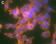 Anti-β-Galactosidase Antibody, clone 1G21 ZooMAb® Rabbit Monoclonal recombinant, expressed in HEK 293 cells