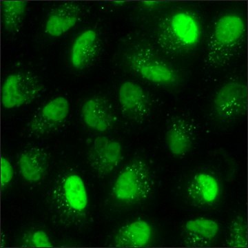 A549 Cells GFP-STAT1