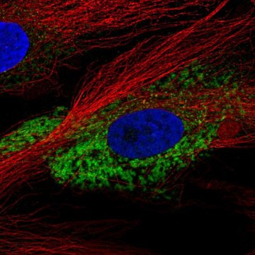 Anti-COL1A2 antibody produced in rabbit Prestige Antibodies&#174; Powered by Atlas Antibodies, affinity isolated antibody