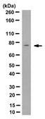 Anti-Synapsin-1 Antibody, clone MEGS3-10A clone MEGS3-10A, from mouse