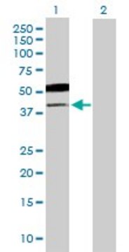 Anti-B3GNT5 antibody produced in mouse purified immunoglobulin, buffered aqueous solution